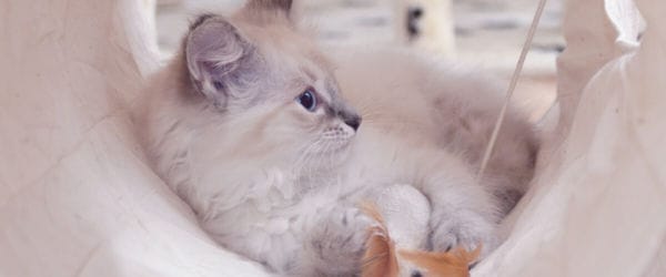 What Causes Cat Stress?