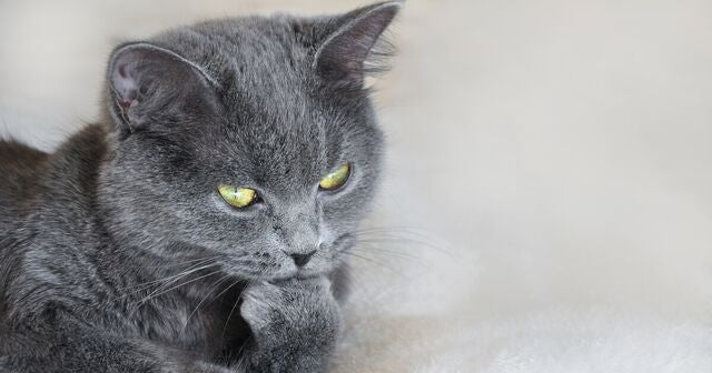 How To Help Your Cat Age Gracefully
