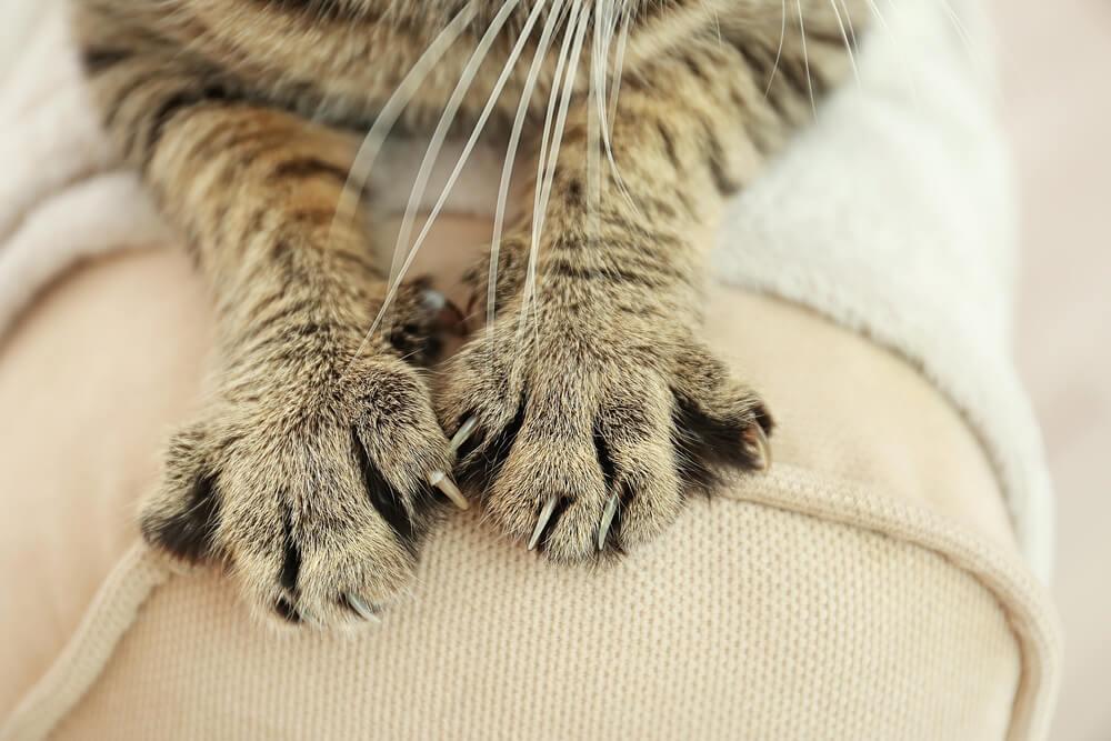 Cats Essential Needs: Scratching Is A Must!