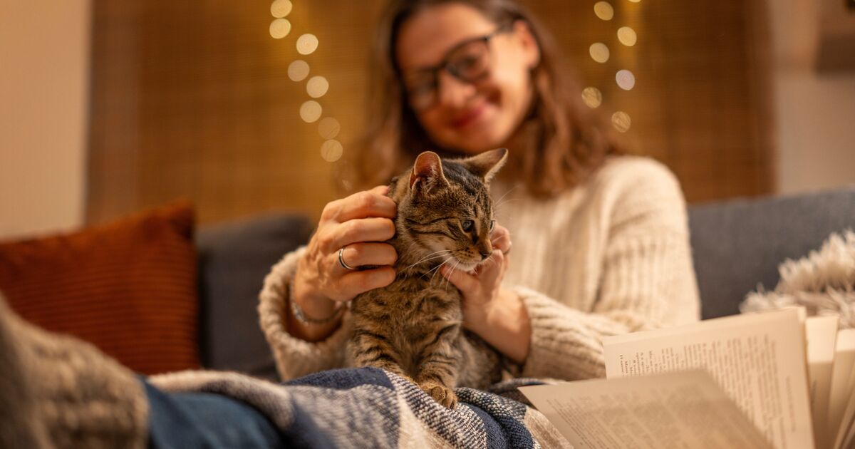 Why Do Some Cats Like To Sit On Laps? A Kitty Point Of View!