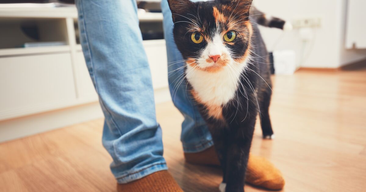 Do Cats Crave Human Attention? Signs To Look Out For
