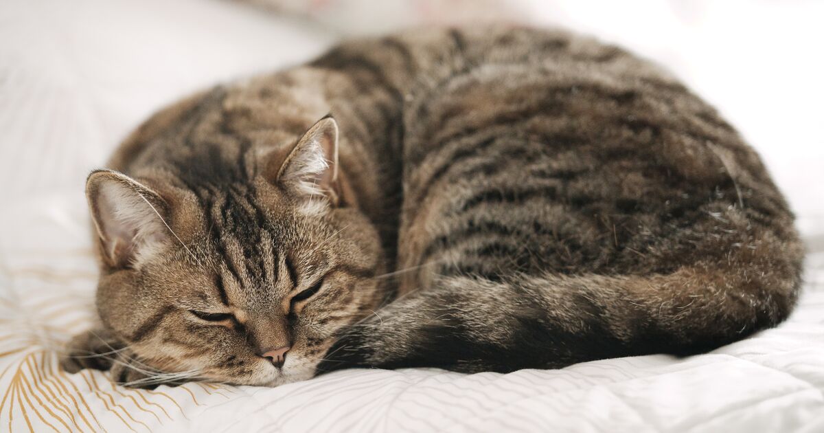What Do My Cat's Sleeping Positions Mean?