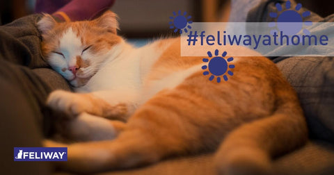 5 essential tips for cat parents at this challenging time