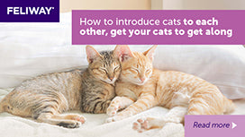 How to Introduce Cats To Each Other: Get Your Cats to Get Along