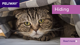 Tips To Stop Your New Cat from Hiding