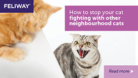 How To Stop Your Cat Fighting With Other Neighbourhood Cats