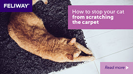 How To Stop Your Cat From Scratching the Carpet