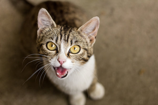We Need To Talk - What it means when your cat is meowing so much