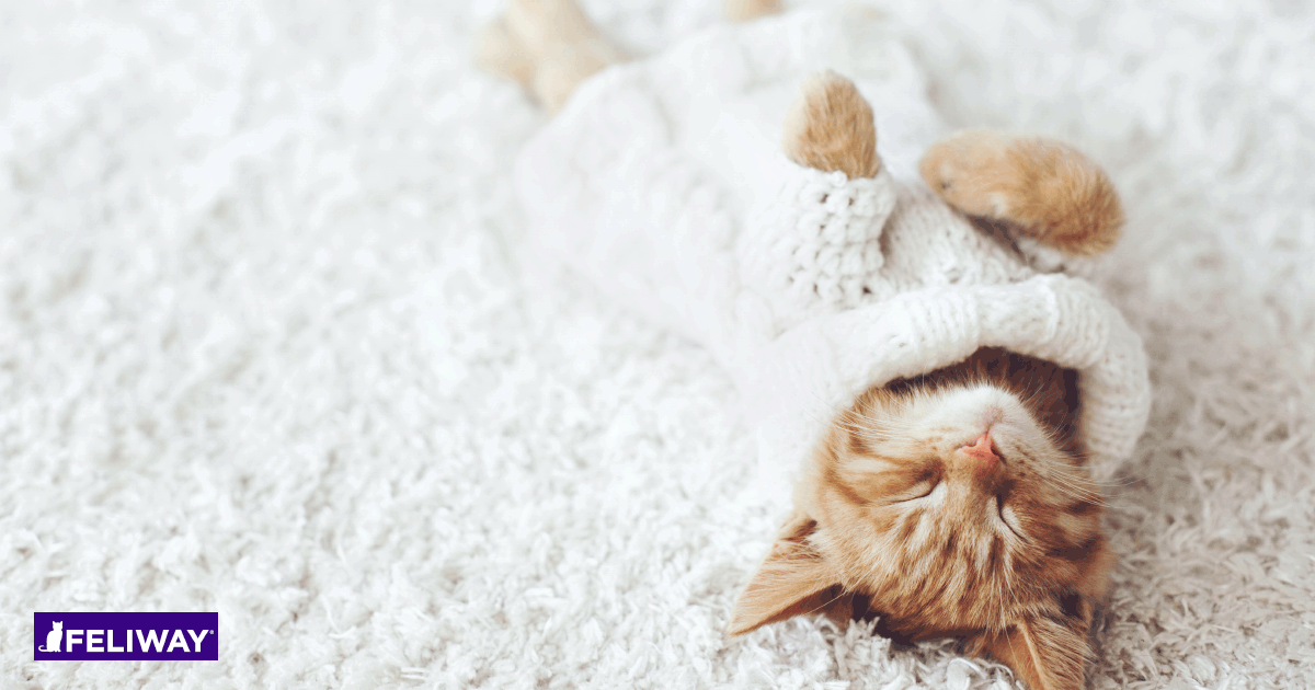 WINTER IS COMING - PREPARE YOUR CAT FOR WINTER