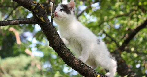 Why Do Cats Like to Climb Trees? A Kitty‚ Point of View!