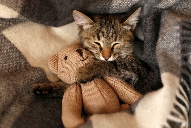 Do Cats Dream? And Why Do Cats Sleep So Much?
