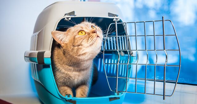 7 things you can do to make your cats time travelling in the car less stressful