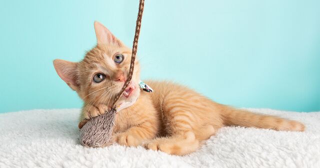 What Age Should Your Kitten Be At Their First Vaccination?