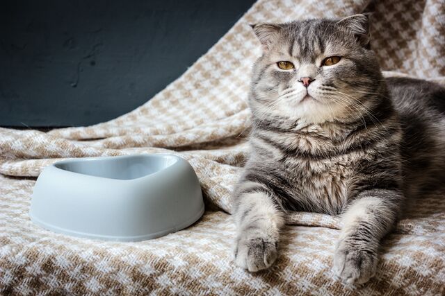 What to Do If Your Cat is Not Eating and Hiding