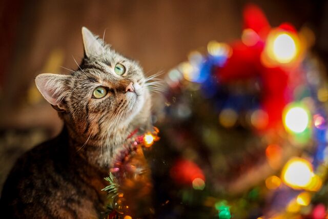 How to Help Your Cat Have a Calmer Christmas