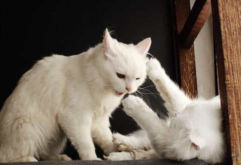 Bad Neighbours - Cat Fights