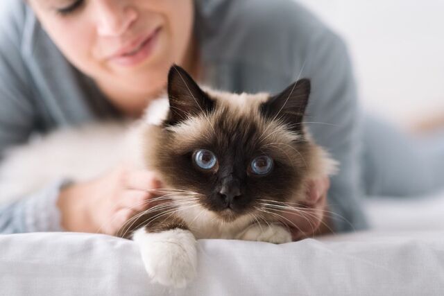 14 Dos and Don’ts for Handling Your Cat!