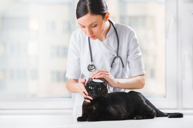 Check With Your Vet! Is Stress Causing This Kitty Behaviour?
