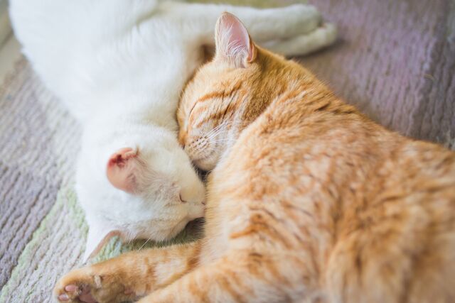 How FELIWAY Friends Supports a Special Bond With Your Cats