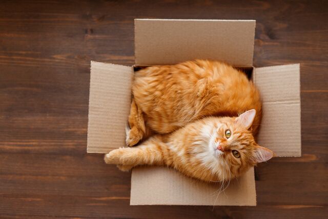 Moving Home With Your Cat