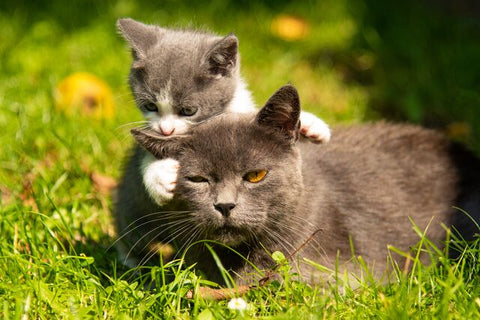 7 Tips to Introduce a Kitten to an Older Cat