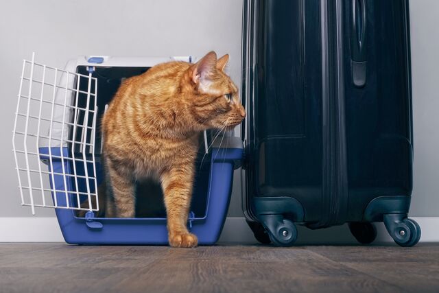 Tips To Keep a Cat Calm While Travelling