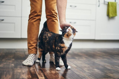 Returning to School or Work? Tips to Support Your Cat Through Changes