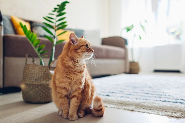11 Tips to Adopt an Adult Cat, and Support a Purrfect Home