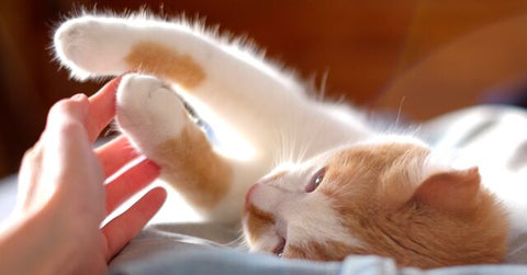 Does My Cat Need Extra Support in Winter? 14 Tips for Safe and Cosy Cats