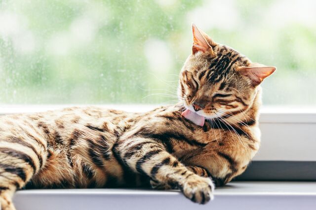 Signs of anxiety in cats to watch for – is your pet concerned?