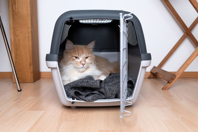 What Is The Best Cat Carrier For Travelling With My Kitty?