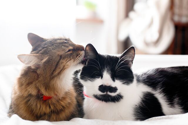 Why Do Cats Groom Each Other? A Kitty's Point of View