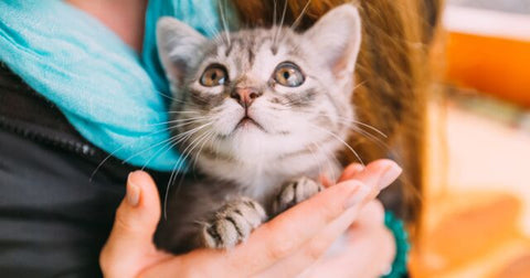 Does music have a soothing effect on cats?