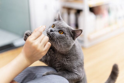 A Kitty's Point of View: Secrets of a Happy Cat!