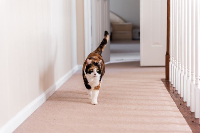 Cat Tail Wagging - Just What Does it Mean?