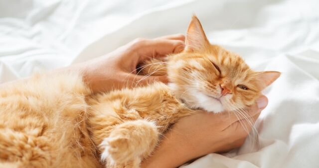 13 Ways to tell if a Cat is Purrrfectly Happy!