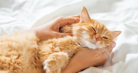 13 Ways to tell if a Cat is Purrrfectly Happy!