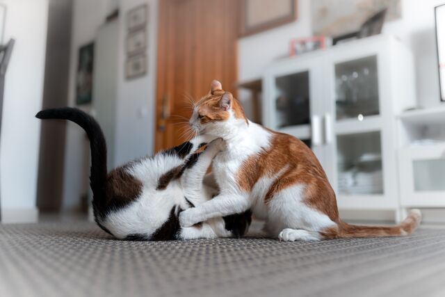 Why Do Cats Fight? Tips to Help Cats Get Along