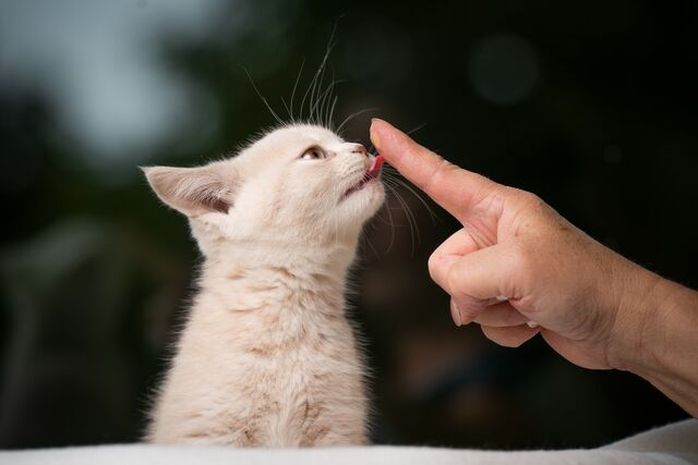 Why Does My Cat Lick Me? A Kitty's Point of View