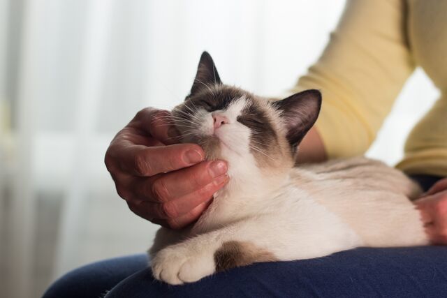 8 surprising ways your cat tells you they love you