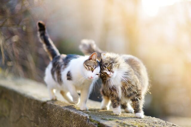 5 ways to prevent kitty conflict