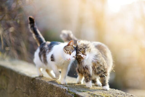 5 ways to prevent kitty conflict