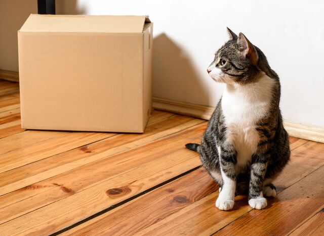 How to move with a cat: 15 tips