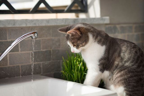 True or False: Do Cats Really Hate Water?