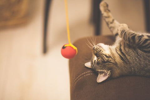 4 Tips To Keep Your Cat Active and Healthy