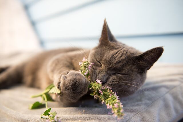 7 Top Tips for the Puurfect Cattery Stay for your Cat
