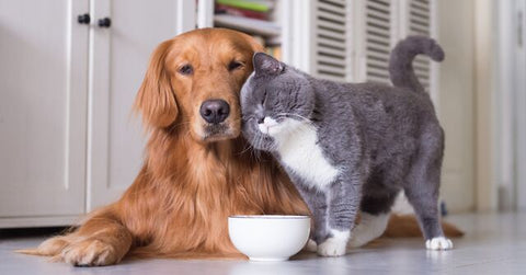 Unexpected Friends! 8 Unusual Kitty Friendships!