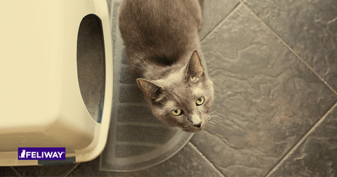 How to stop a cat from peeing