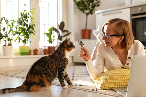 Why Won’t My Cat Play With Me? How To Build Your Bond