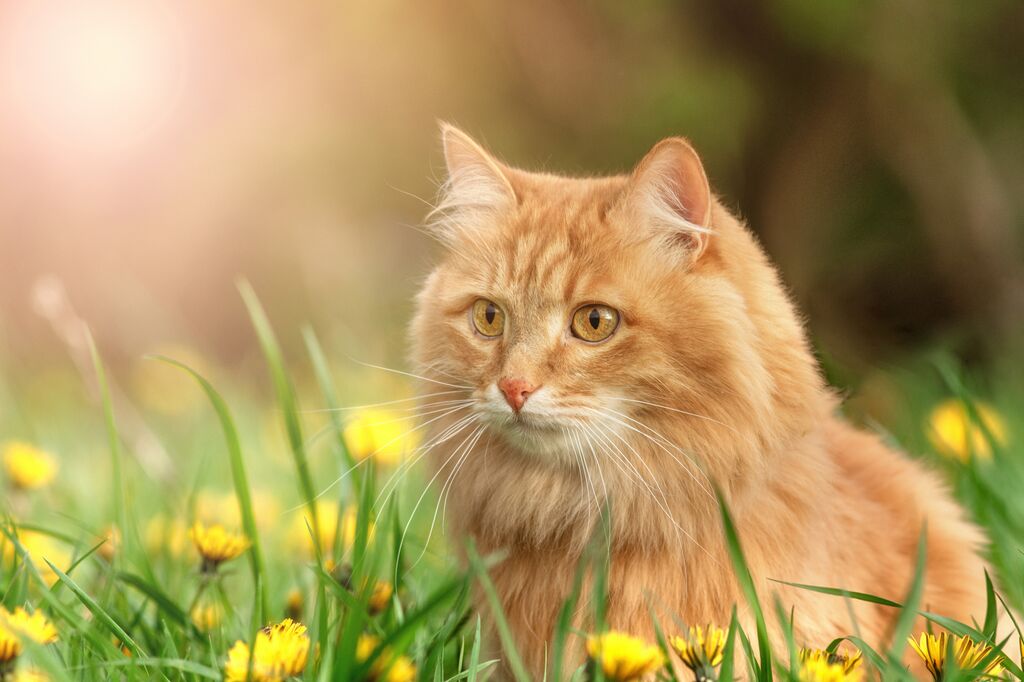Springtime Cat 5 Springtime Dangers Cat Carers Should Be Aware Of